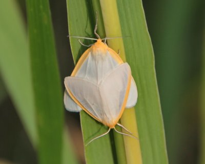 8230 Tiger and Lichen Moths: Delicate Cycnia (Cycnia tenera)
