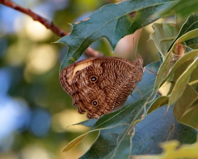 Common Wood Nymph