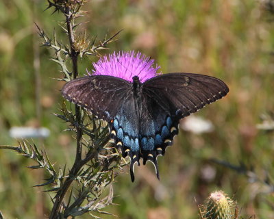 Eastern Tiger Swallowtail, dark female