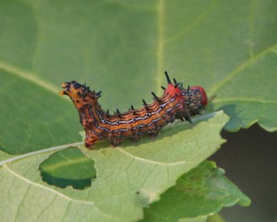 8010 Noctuid Moth - Prominent Moths: Red-humped caterpillar (Schizura concinna)