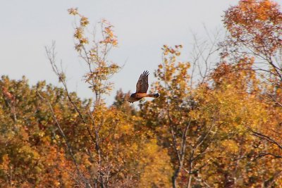 Northern Harrier FM or immature