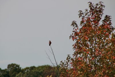 Vigil - American Kestrel