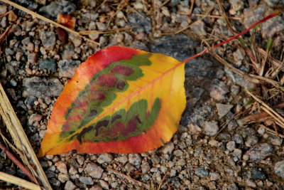 Autumn Beauty - Downy Serviceberry