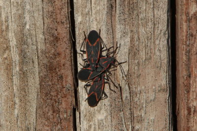 Box Elder Bug