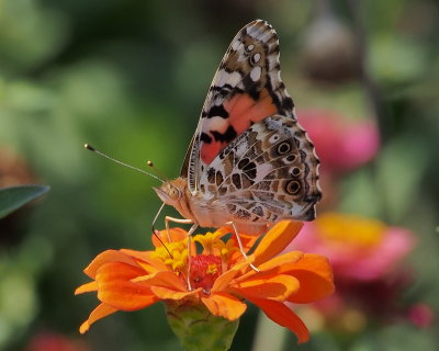 Painted Lady