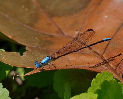 Blue-fronted Dancer, male