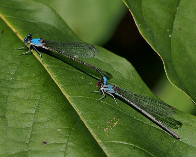 Blue-fronted Dancers