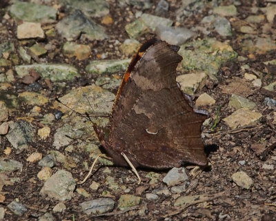 Eastern Comma, Fall Form