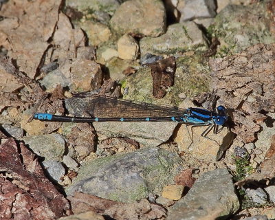 Blue-ringed Dancer, male