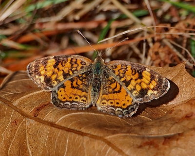 Pearl Crescent