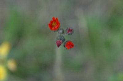 DSC_6652.JPG