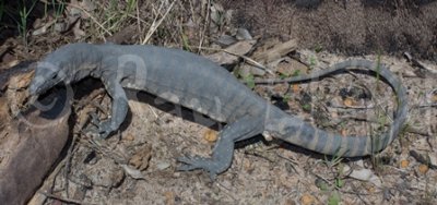 Varanus rosenbergi