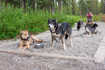 Denali Nat'l Park Sled Dogs