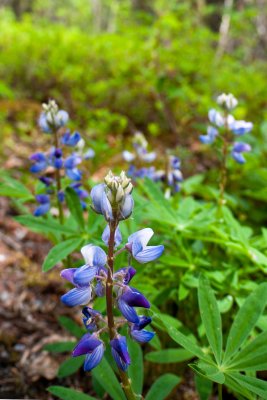 Alaskan Forget Me Nots