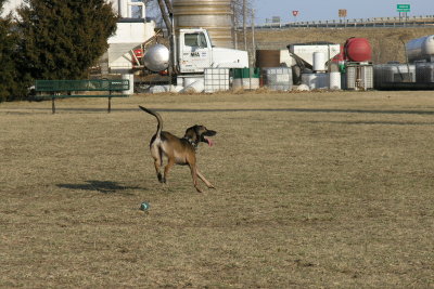 McClane - Half Greyhound and Half German Shepard; and the fastest by far at our dogpark.