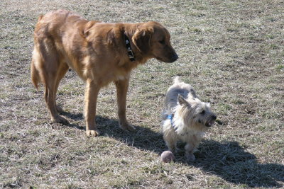 Chopper & Scooter