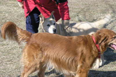 Arthur with Cuda in foreground