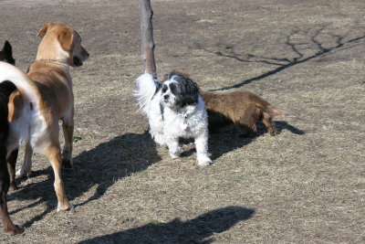 Bear, Perch & Harry