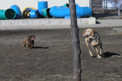 Harry chasing Bear