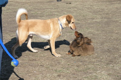 Bear & Harry