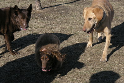 Jasmine, Harry & Bear