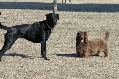 Buttercup & Harry