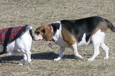 Molly (& a portion of Kilroy)
