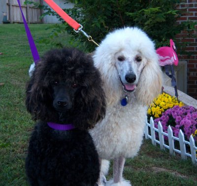 Penny Cossich Poodles