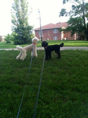 Shayla & Jesse - Cossich poodles
