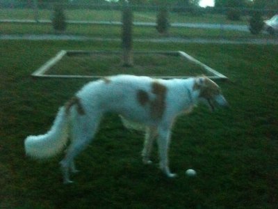 Cirrus ( playful year old Borzoi owned by Julie's Mom, Marsha)