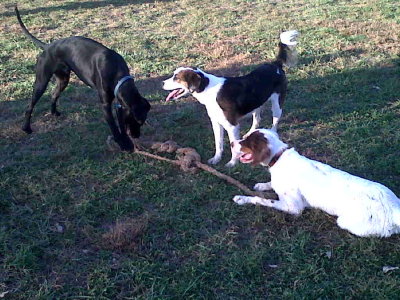 Hawkins, Ruby & Artie pause from a serious game of Tug-of-War