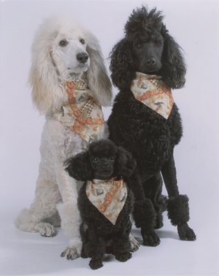 Penny Cossich Poodles