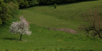 Normandie, les pommiers en fleurs