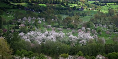 Normandie, les pommiers en fleurs
