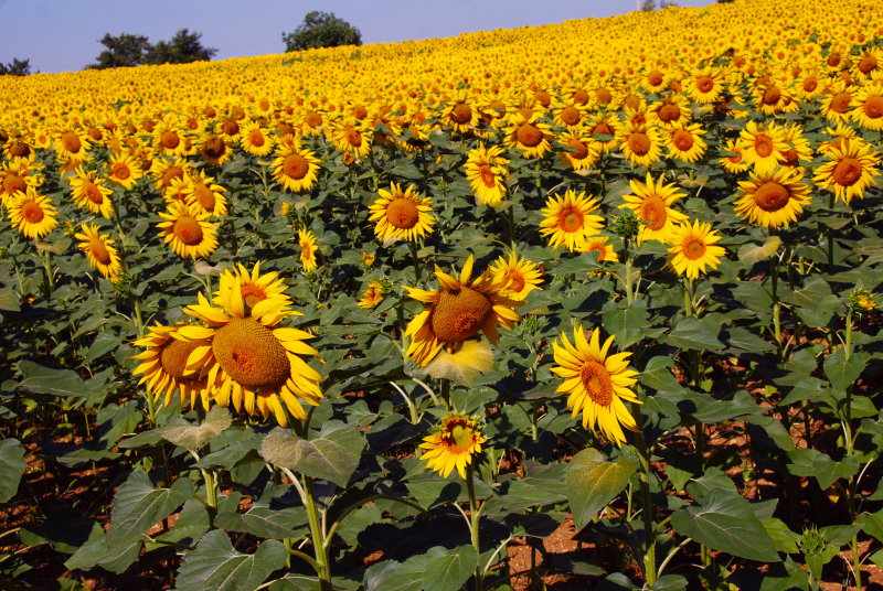Sunflowers- Tuscany