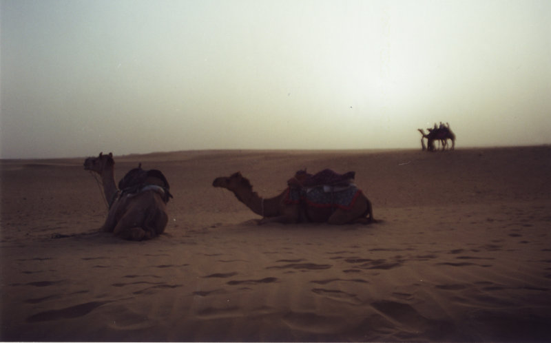 Camels-Rajhastan