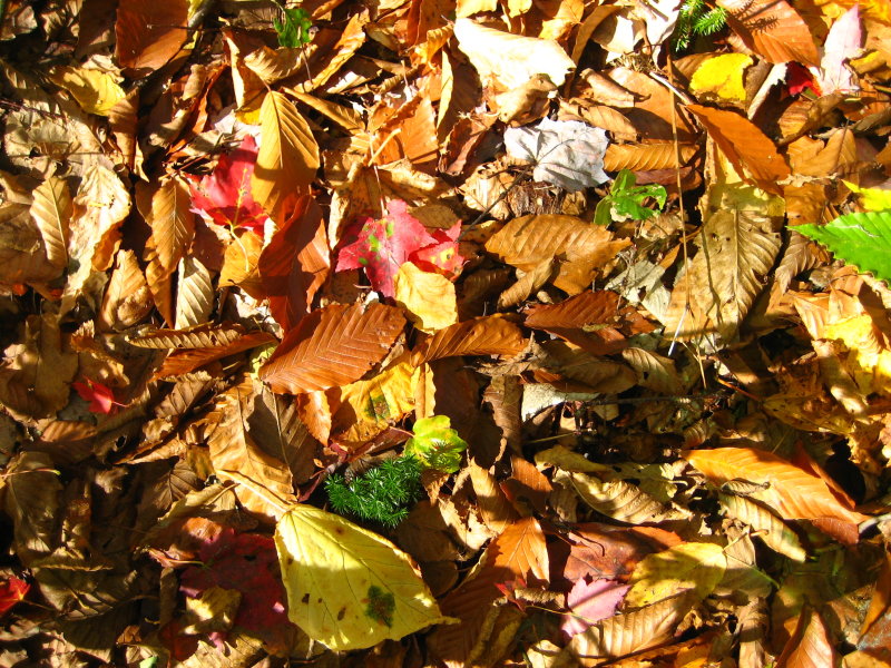 Foliage New England