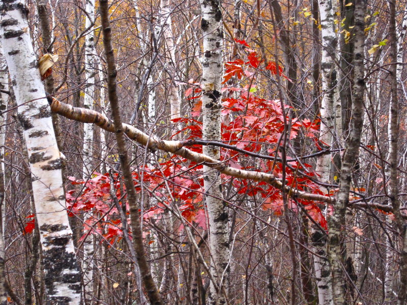 Monadnock State Park