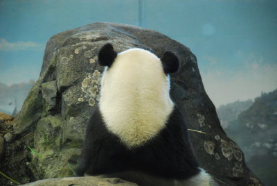 Panda-DC Zoo