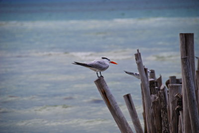 Royal Tern-Holbox Mexico