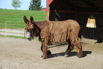 Mule-Donkey rare breed