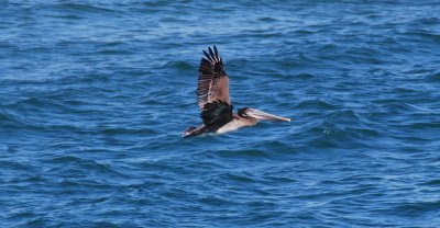 Brown Pelican-Holbox Mexico