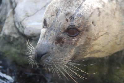 Seal- Boston Aquarium