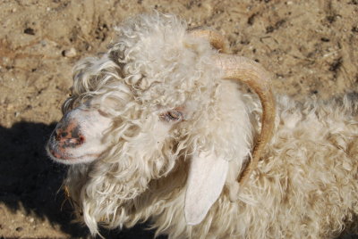 Sheep-NE Farm