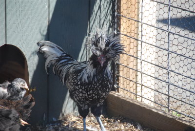 Chinese rooster-NE farm