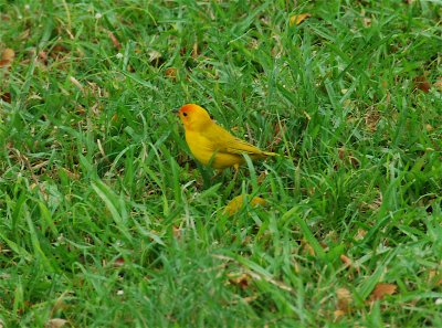 Yellow Finch-Kona Hawaii