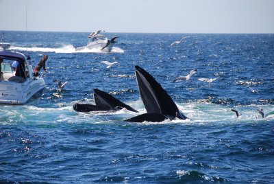 Whales- Boston