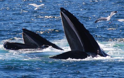 Whales Boston
