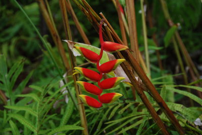 Lobster Claw Heliconia- Hawaii