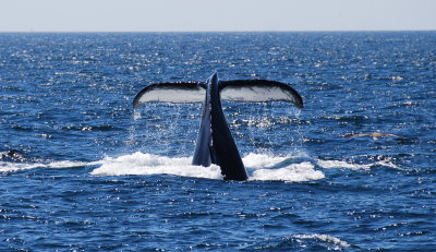 Whale- Boston